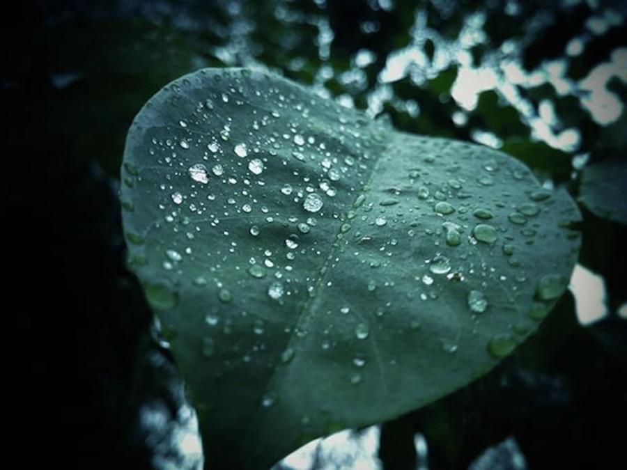 Nature Photograph - Rain Dropped On A Leaf by Raffa Rezqian Syah