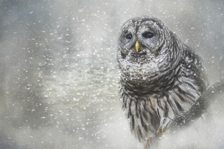 When Winter Calls Owl Art Photograph by Jai Johnson