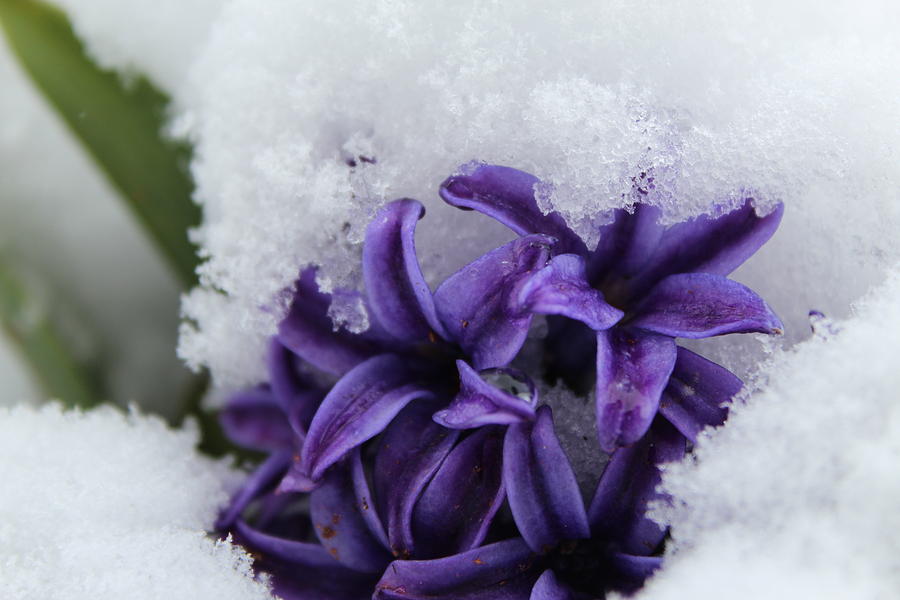 When Winter Meets Spring with Green and Purple Under Snow Photograph by M E