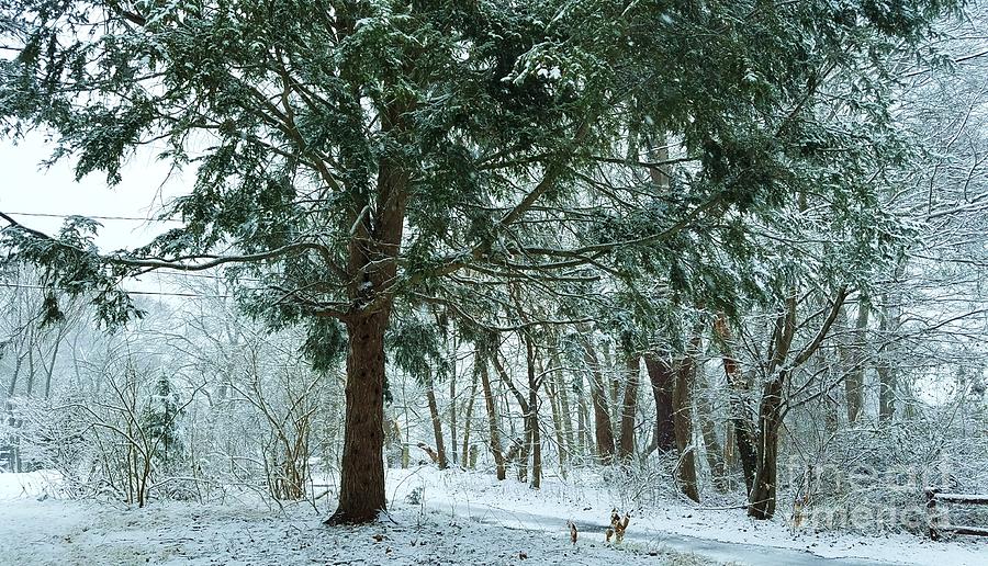 Winter Touches Walpole, Massachusetts Photograph by Marcus Dagan