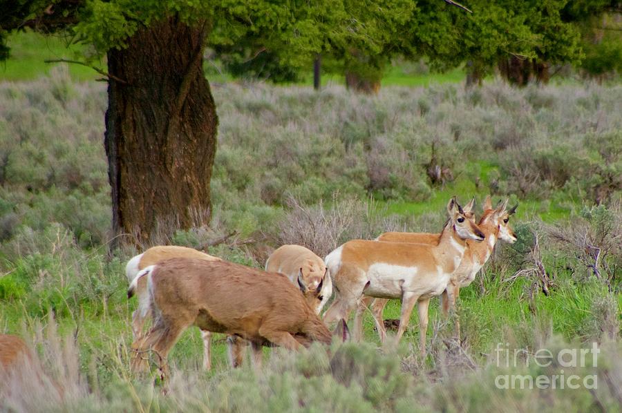 Where a Deer and the Antelope Graze Photograph by Sean Griffin