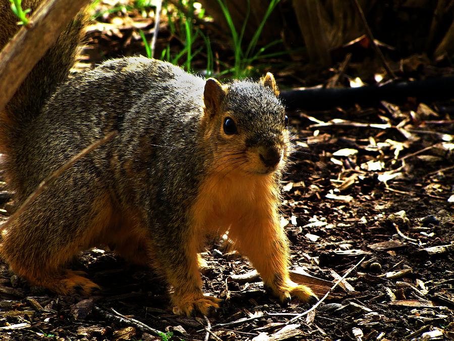 Where Are My Nuts Photograph by Scott Hovind