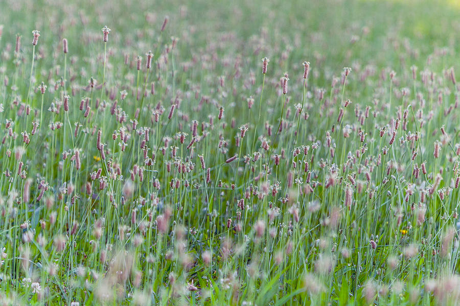 Where Dandelions Grow Photograph by SR Green