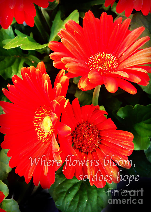 Where Flowers Bloom Photograph