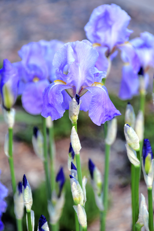 Where Iris Grows Photograph by Angelina Tamez