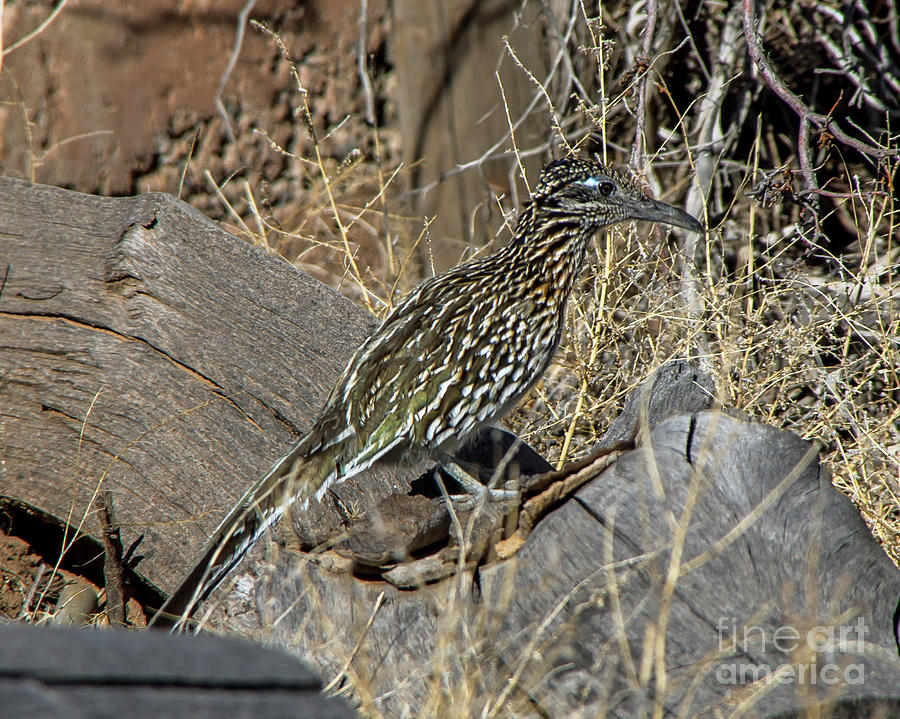Where is the Roadrunner? Photograph by Stephen Whalen