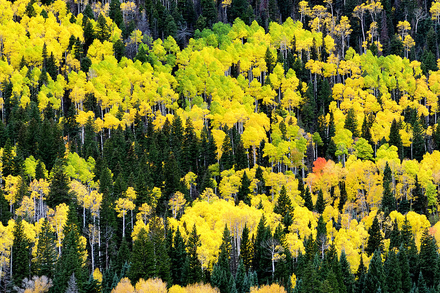 Where is Waldo? Photograph by Nick Hemenway - Fine Art America