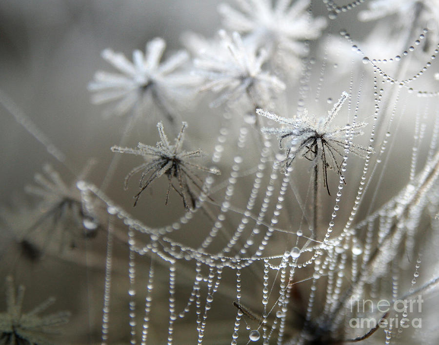 Spider Photograph - Where Jack Frost Sleeps by Jan Piller