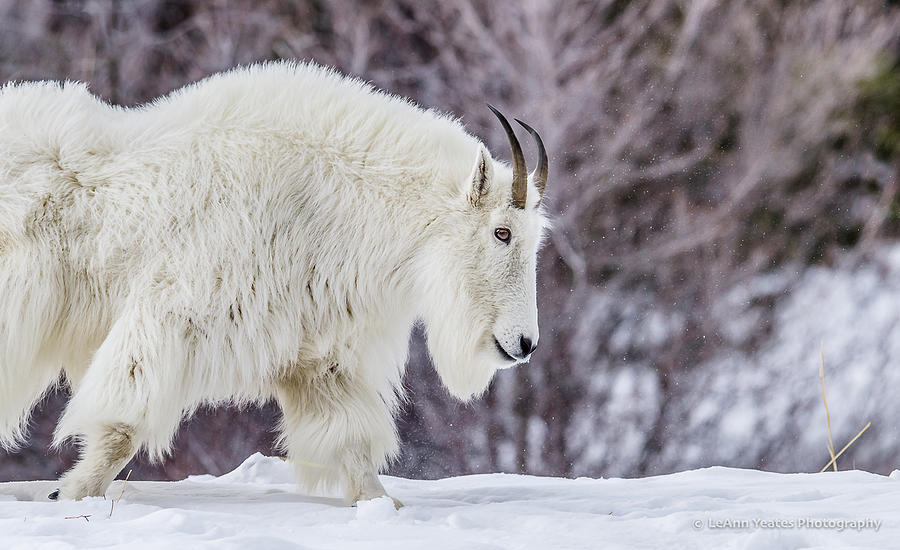 Where Mountain Goats Walk Photograph by Yeates Photography