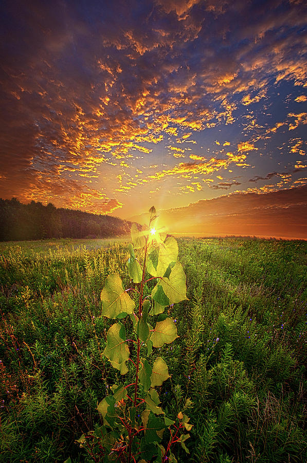 Where Nothing Else Matters Photograph by Phil Koch