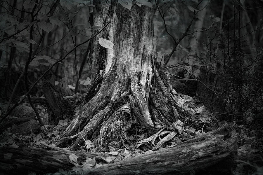 Where Roots Run Deep Photograph by Sue Capuano