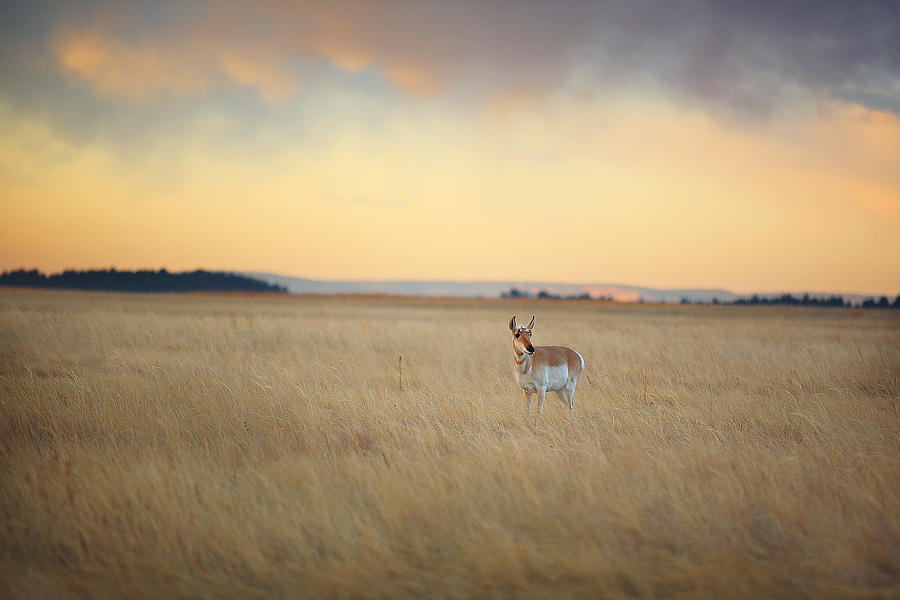 Antelope Photograph - Where the Antelope Play by Deborah Johnson Antelope Photograph - Where the Antelope Play by Deborah Johnson