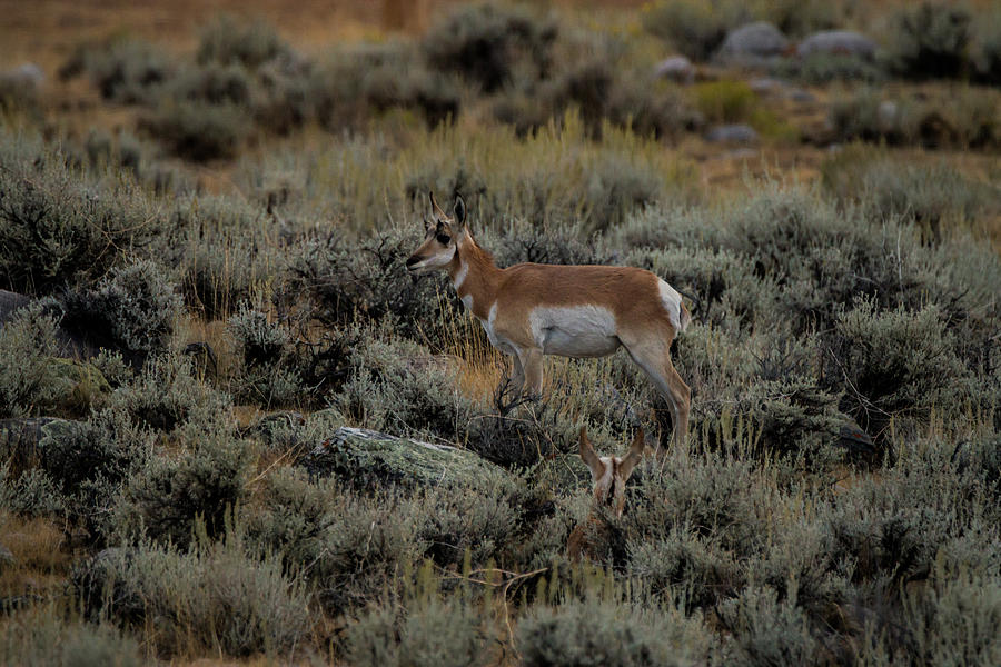 Where the Antelope Play Photograph by Laddie Halupa