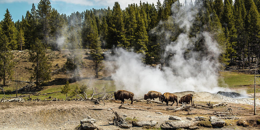 Where The Bison Roam Photograph by Yeates Photography