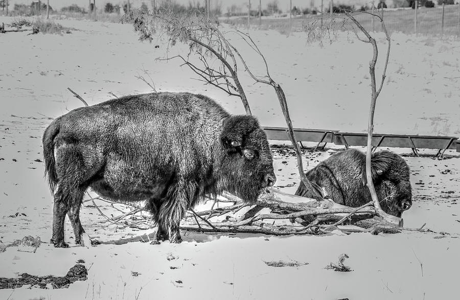 Where The Buffalo Rest Photograph by J Laughlin