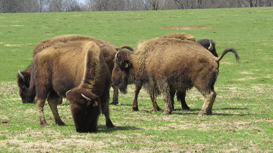 Where The Buffalo Roam #3 Photograph by Roger Epps - Fine Art America