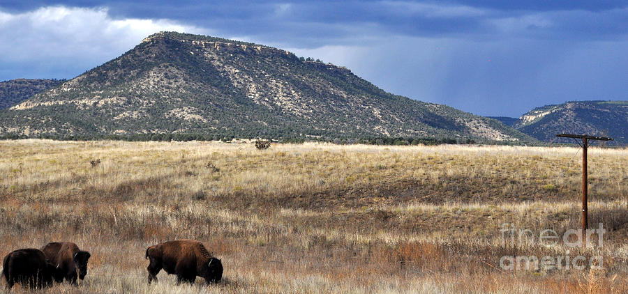 Bison Photograph - Where the Buffalo Roam by Anjanette Douglas