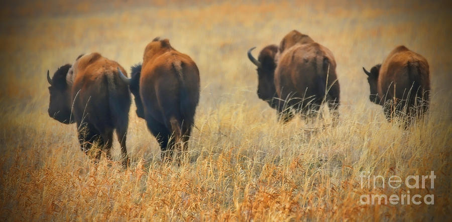 Where the Buffalo Roam Photograph by Elizabeth Winter