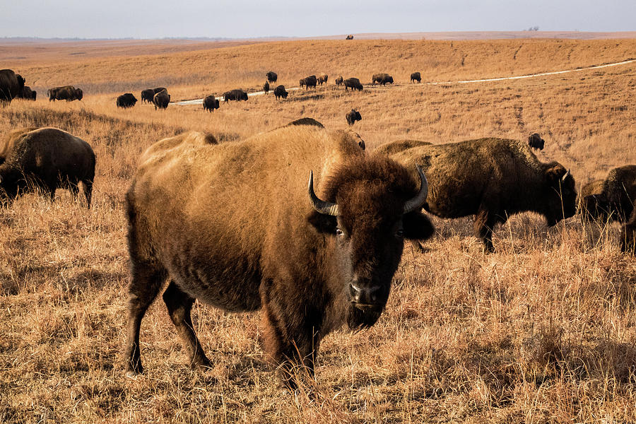 Where the Buffalo Roam Photograph by Jay Stockhaus