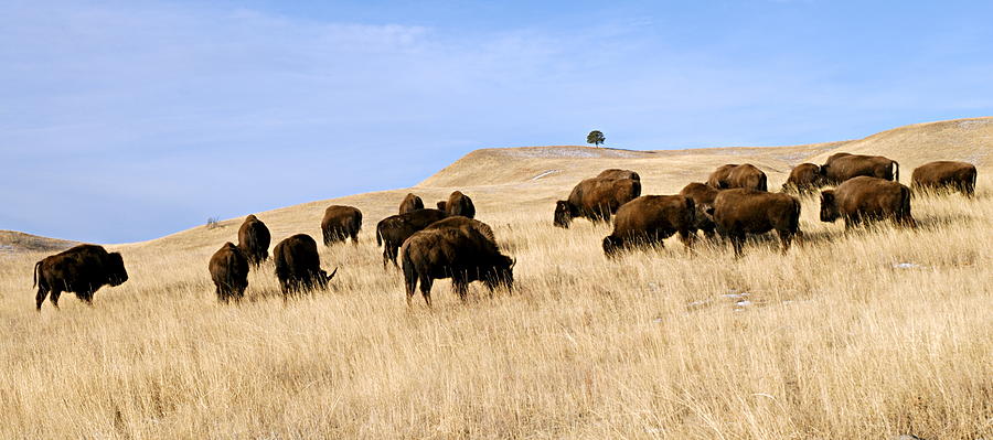 Where the Buffalo Roam Photograph by Larry Ricker
