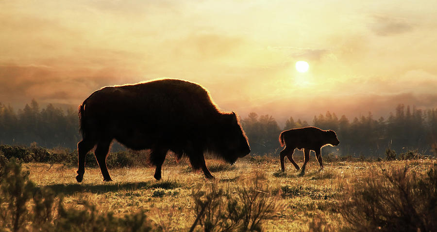 Where the Buffalo Roam Photograph by Lori Deiter