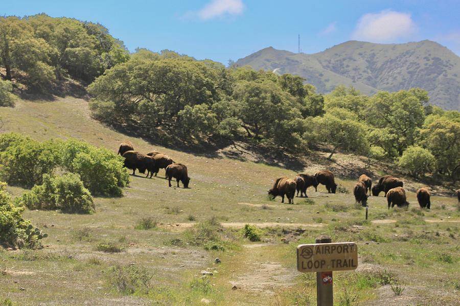 Where the buffalo roam... Photograph by Rose Webber Hawke - Fine Art ...