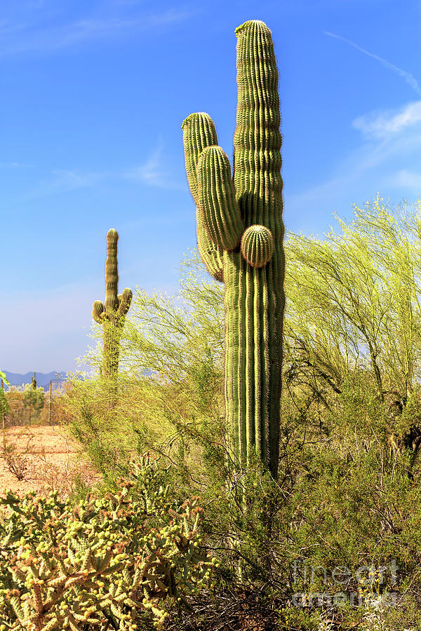 Where the Cactus Grow in the Desert Photograph by John Rizzuto