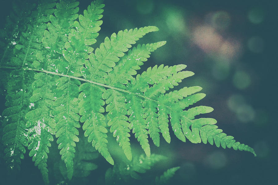 Nature Photograph - Where The Green Fern Grows by Iryna Goodall