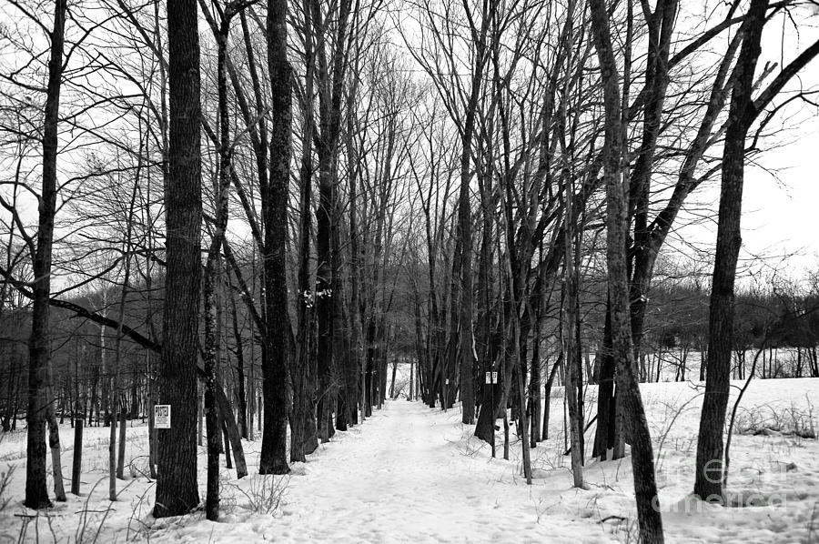 Where the Path Leads in Winter Photograph by John Rizzuto