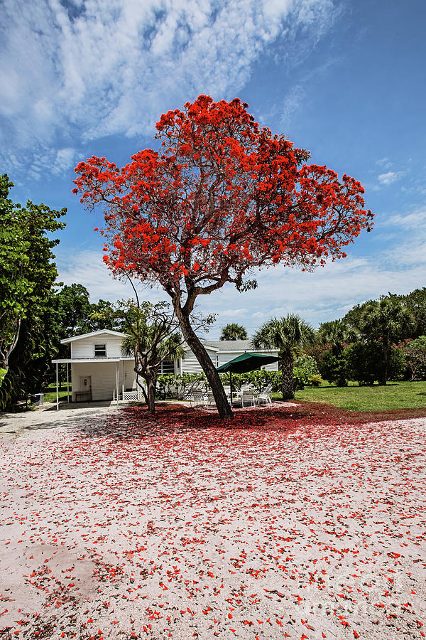 Where the Red Tree Grows Photograph by Scott Pellegrin
