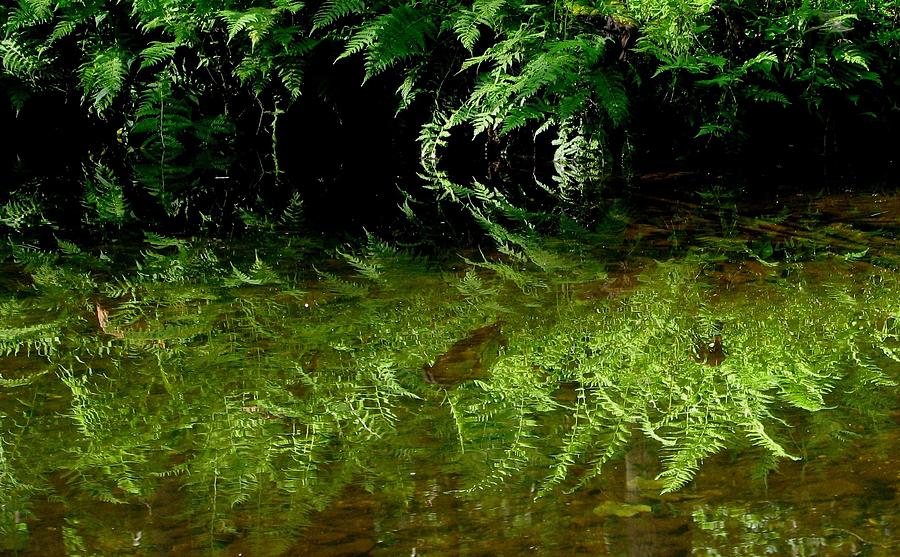 Where The Wild Ferns Grow Photograph by Angela Davies