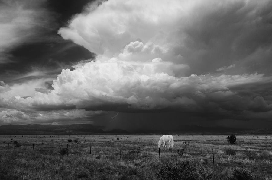 Where the wild horses are Photograph by Carolyn DAlessandro