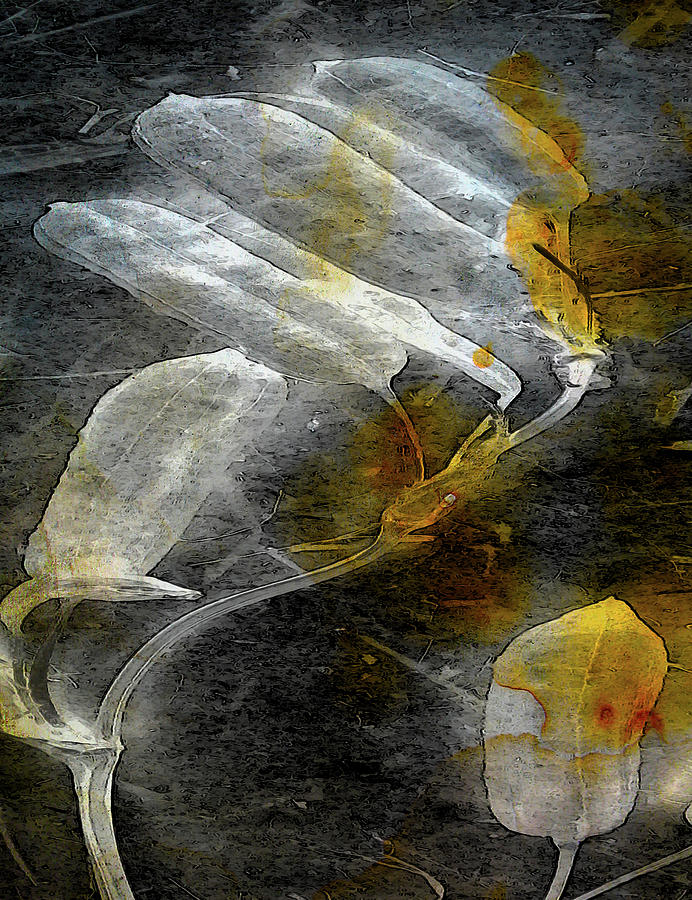 Where There Had Been Light I Digital Art by Char Szabo-Perricelli