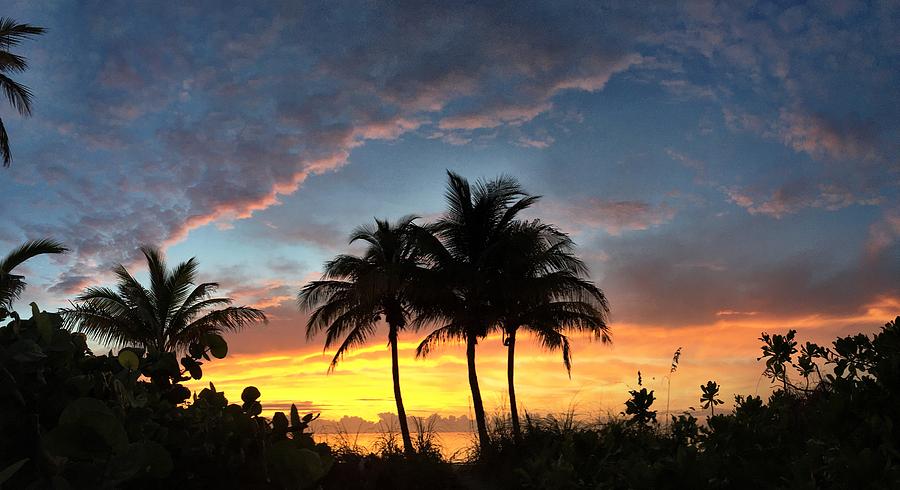 Sunrise Photograph - Where Three Palms Wait. by Andrew Royston