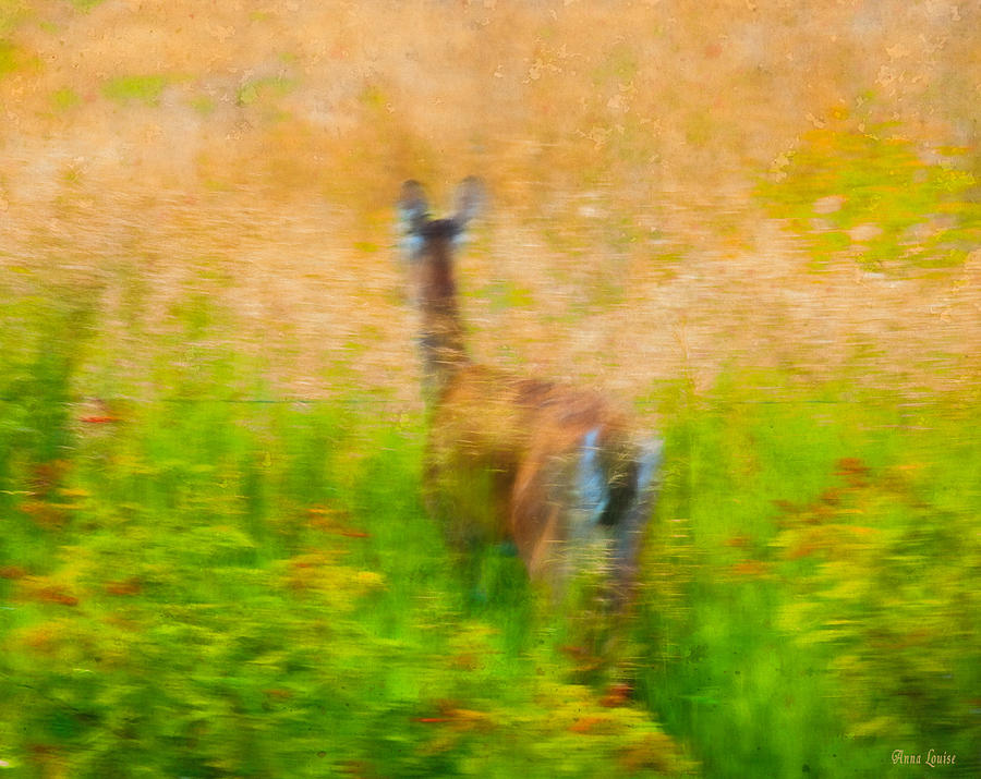 Where To Deer Photograph by Anna Louise