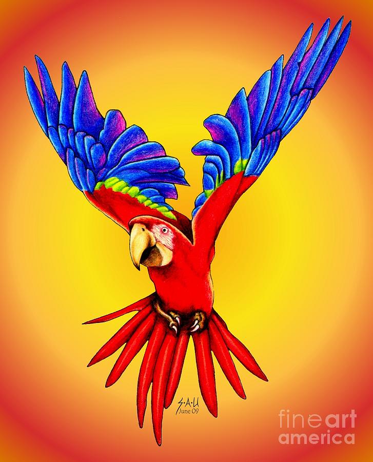 Macaw Drawing - Where Was I Suppose to Land by Sheryl Unwin
