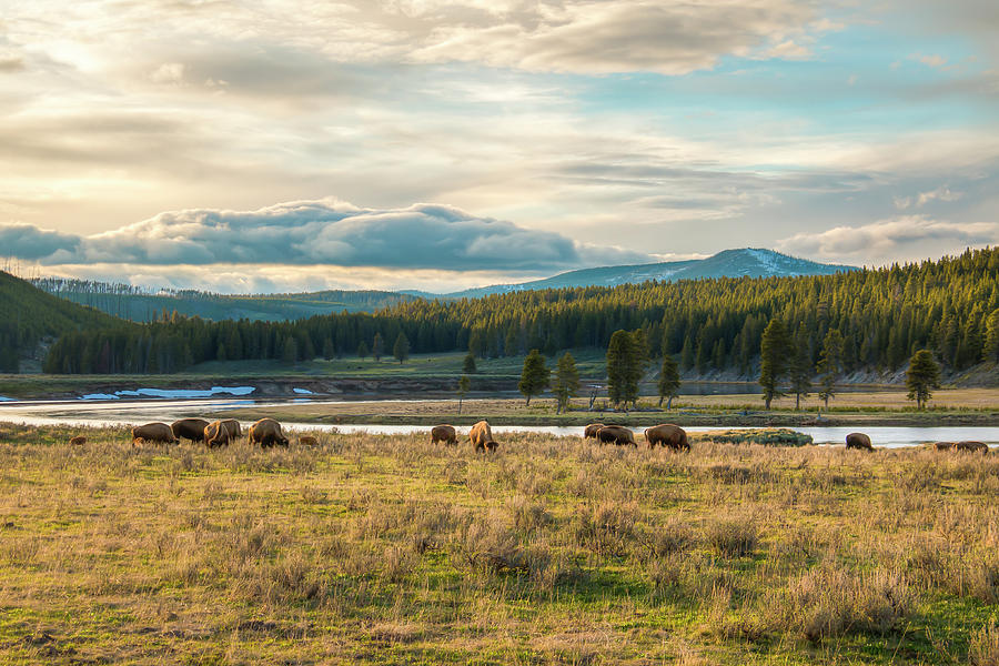 Where Wild Buffalo Roam Photograph by Kristina Rinell