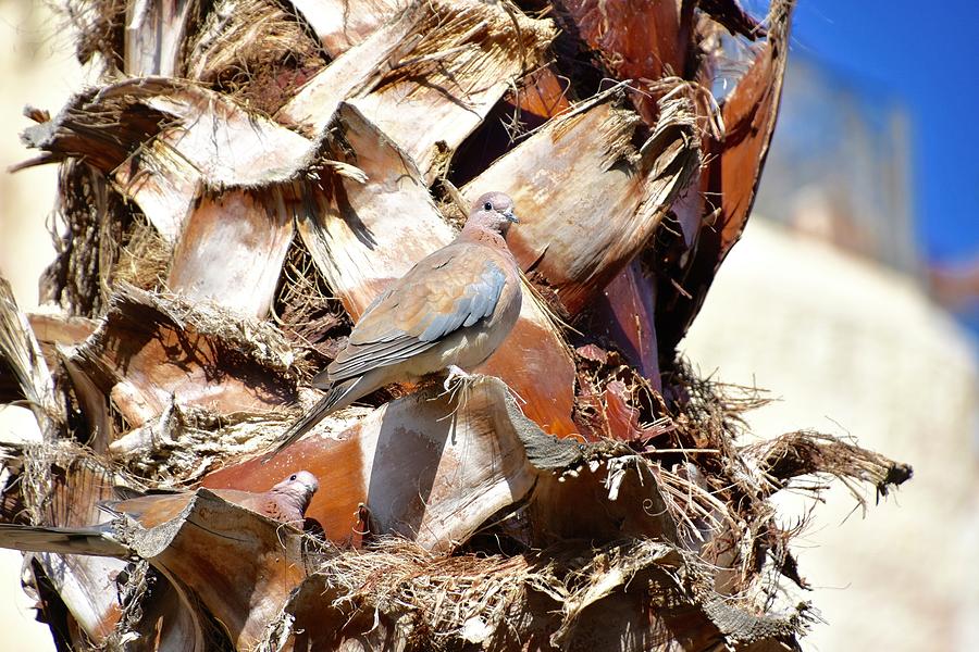 Where's Waldo Photograph by Barbara Stellwagen - Fine Art America