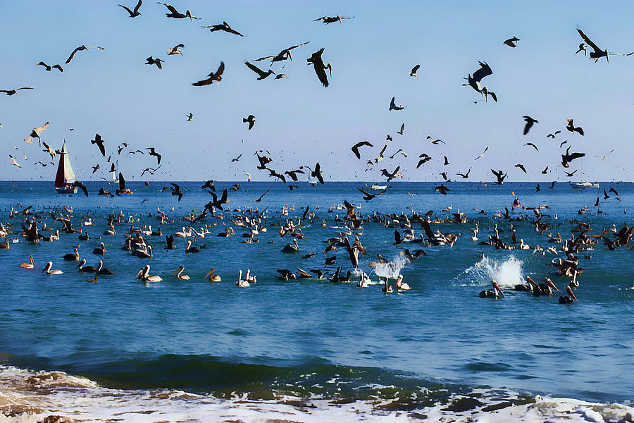 Attack of the Pelicans Photograph by Stephen Schwiesow