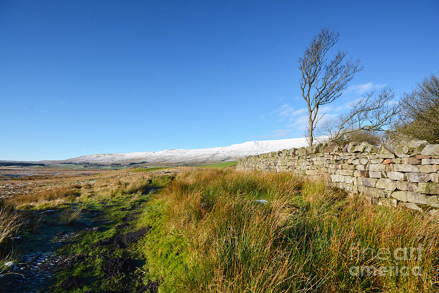 Whernside Tree Photograph by Smart Aviation - Pixels