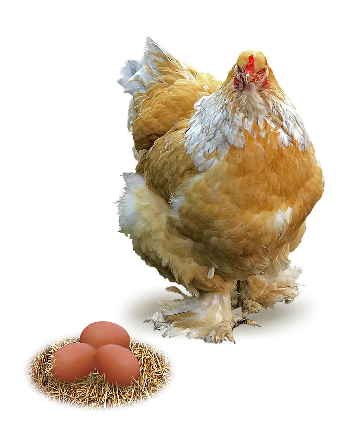 Which Came First - Chicken and Eggs Photograph by Gill Billington