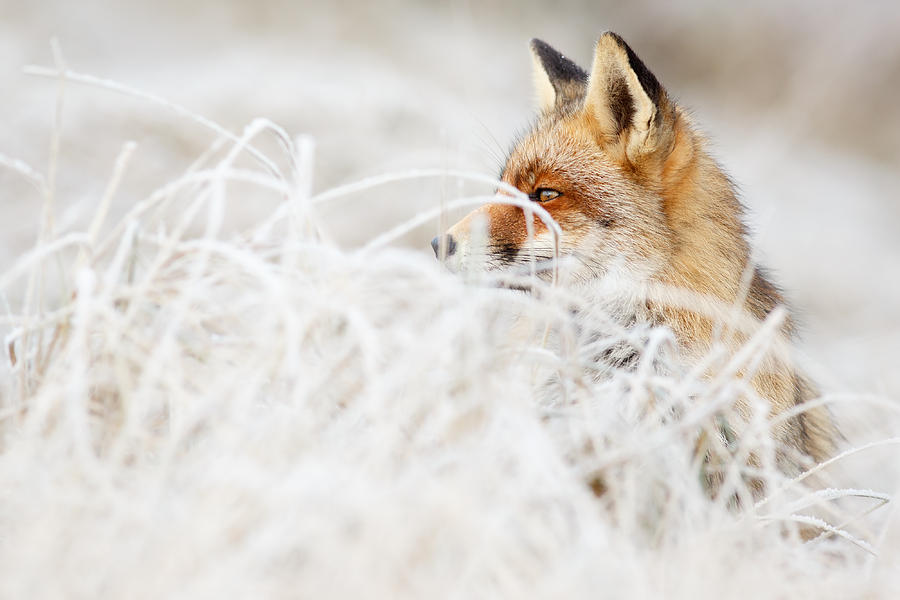 Winter Photograph - Which Fox....Where? by Roeselien Raimond