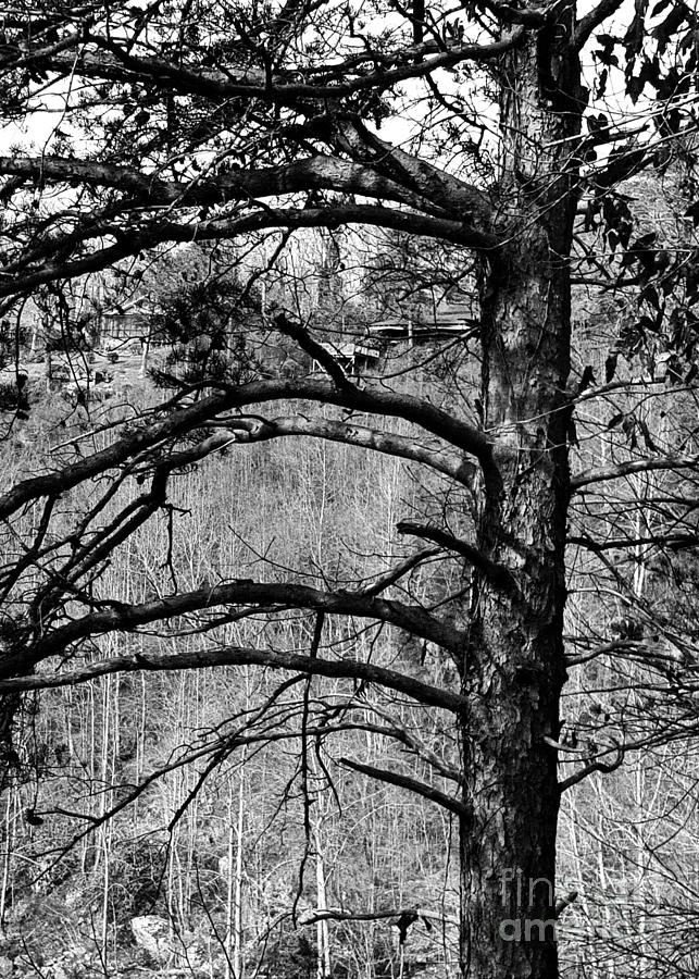 Which Way Dear Tree Photograph by Rachel Hannah
