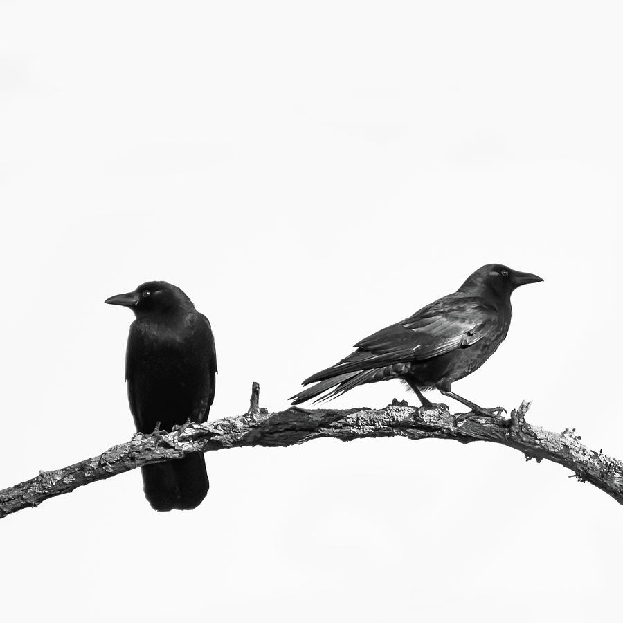 Which Way Two Black Crows on White Square Photograph by Terry DeLuco