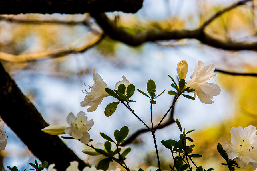 White Azaleas Under a Dogwood Tree Photograph by John Harding