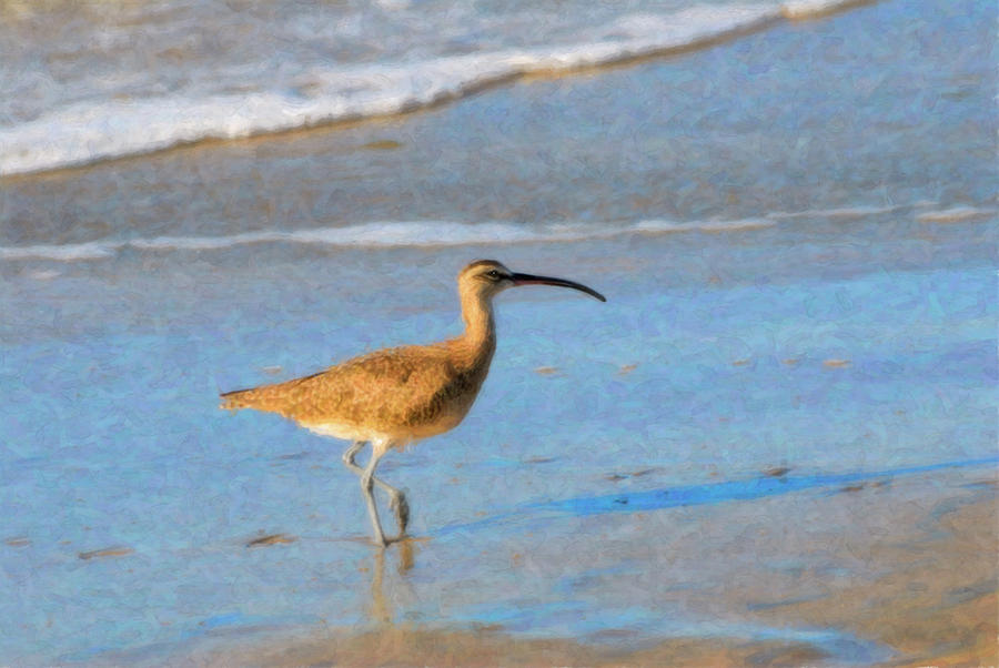 Whimbrel Photograph by Betty LaRue