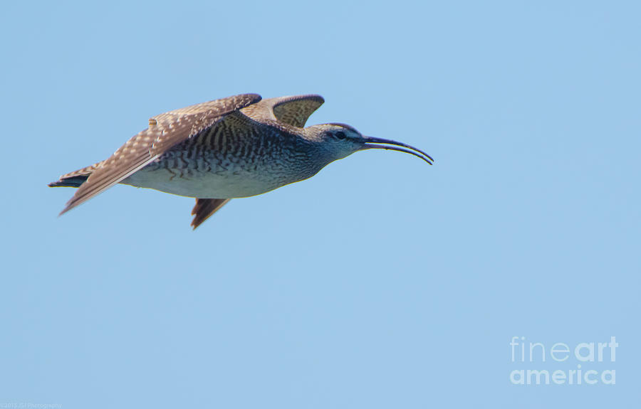 Whimbrel in Flight Photograph by Jeff at JSJ Photography