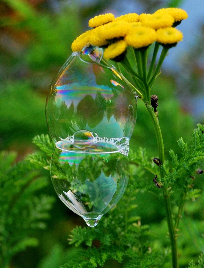 Whimsical Bubbles Photograph by Marilynne Bull