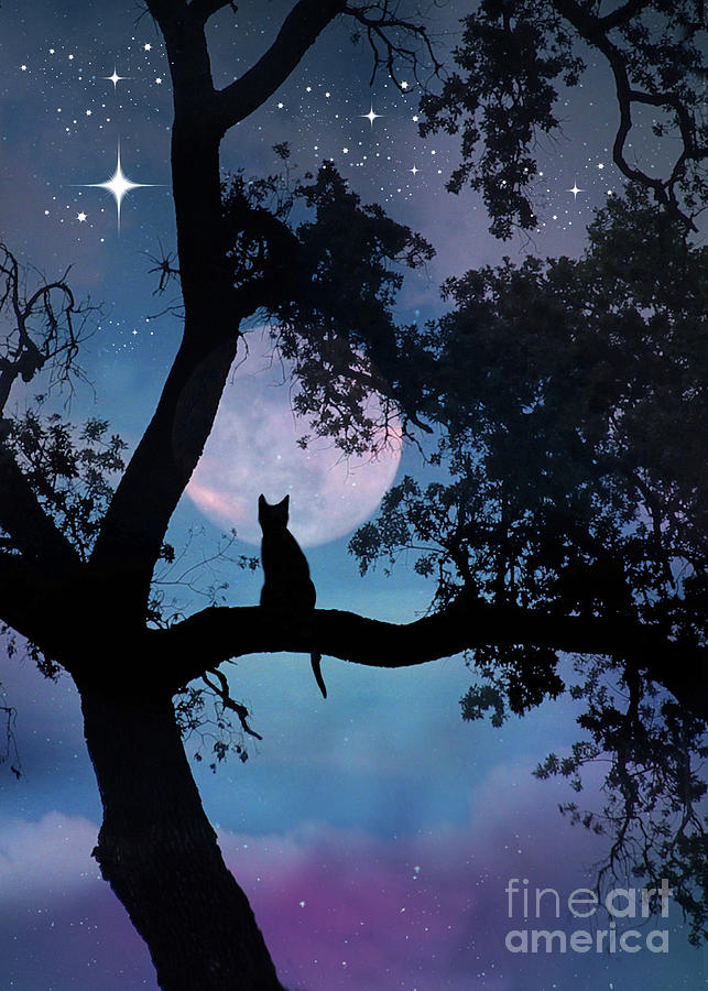 Whimsical Cat and Moon Making a Wish Photograph by Stephanie Laird
