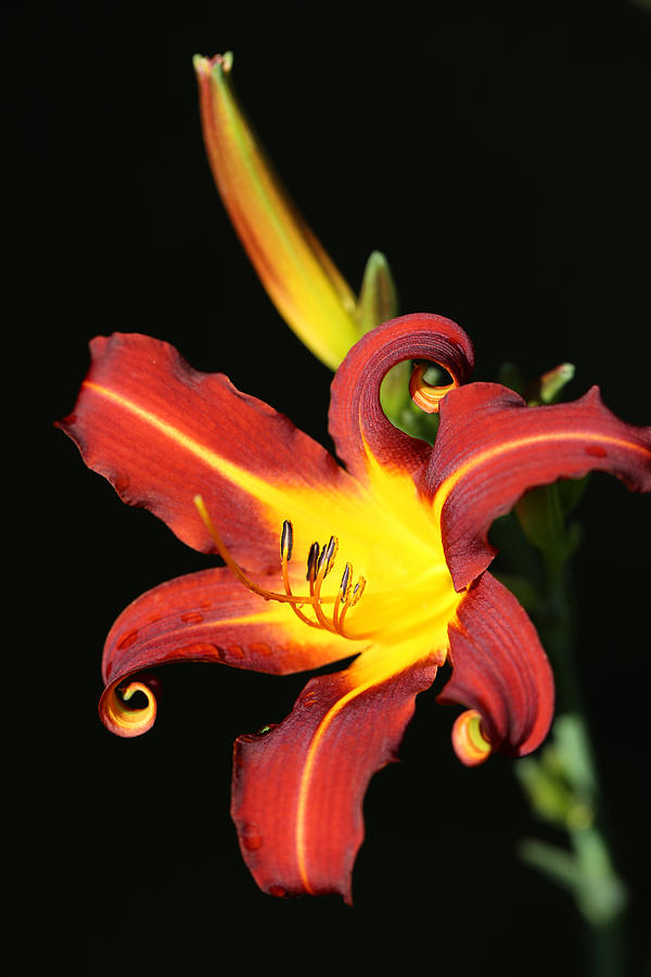 Whimsical Daylily Photograph by Tammy Pool